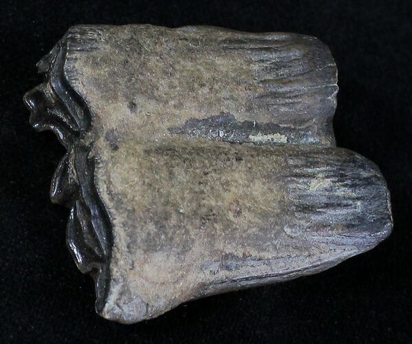Pleistocene Aged Fossil Horse Tooth - Florida #21850